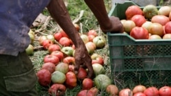 Destitución de presidente de Acopio no cambiará nada, opinan agricultores independientes Destitución de presidente de Acopio no cambiará nada, opinan agricultores independientes