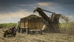 El alto precio del desmantelamiento de la industria azucarera en Cuba El alto precio del desmantelamiento de la industria azucarera en Cuba