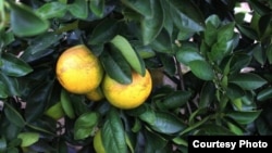 Enfernedad en citricos huanglongbing