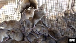 Estas ratas, alojadas en jaulas en Dong Thap (Vietnam), esperan a ser preparadas para ser vendidas a los clientes.