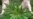 Cuba descarta legalizar la marihuana