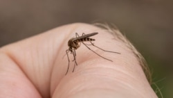 Crece preocupación por brote de dengue y hepatitis A en Cuba Crece preocupación por brote de dengue y hepatitis A en Cuba