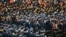 La Universidad de Siracusa en NY atrae cada año a muchos estudiantes internacionales, incluso de la India. (Nicolaus Czarnecki / ZUMAPRESS.com/Alamy Live News).
