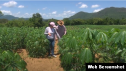 Campesinos cuentapropistas. (Captura de pantalla de Canal Caribe).