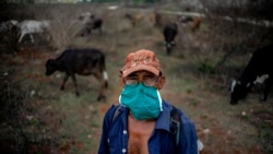 Roban ganado a agricultores cubanos y policía mira a otro lado Roban ganado a agricultores cubanos y policía mira a otro lado