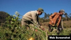 Cuba agricultura devastada
