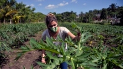 Otros dos campesinos pierden tierras en usufructo en Cuba Otros dos campesinos pierden tierras en usufructo en Cuba